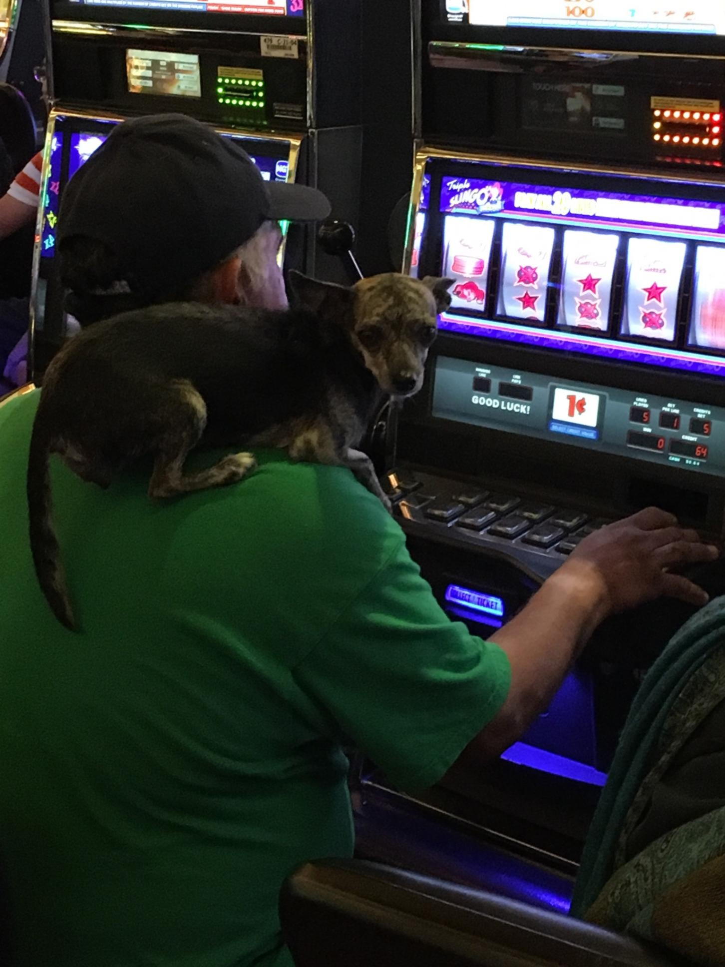 155 Loyalty Free Spins! at Video Slots Casino