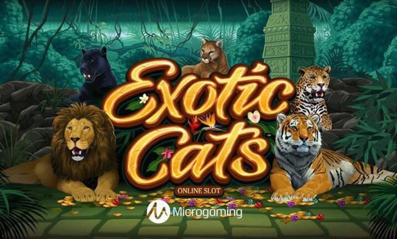 150% No Rules Bonus! at Slotty Dubai Casino